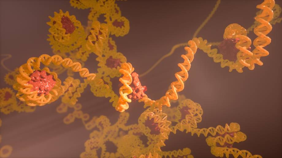 Históny sú obalené DNA a ovplyvňujú jej dostupnosť, a tým aj aktivitu jednotlivých génov, ktoré sú touto DNA kódované